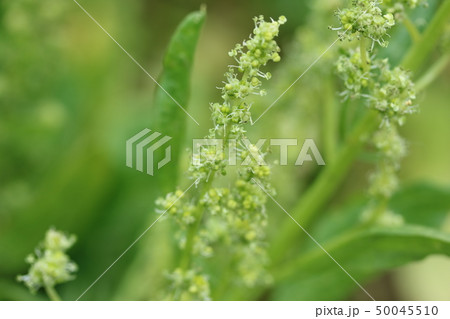 ホウレンソウの花 見たことありますかー の写真素材