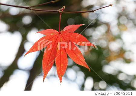 赤く色づいた紅葉 赤く色づいた紅葉 50045611