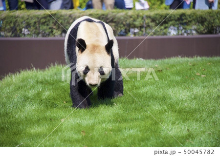 和歌山県南紀白浜のアドベンチャーワールドのジャイアントパンダ（永明） 50045782