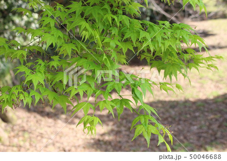 青もみじ 青もみじ 50046688