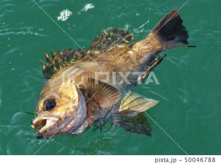 春告魚のメバル 50046788