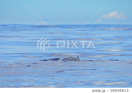 小笠原　マッコウクジラ 50046813