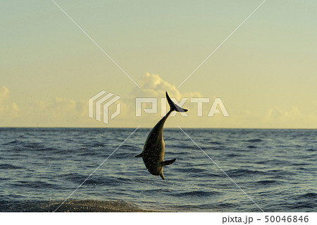 夕暮れの海にジャンプするハシナガイルカ 小笠原の写真素材 夕暮れの海にジャンプするハシナガイルカ 小笠原の写真素材