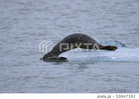 アラスカ、プリンスウィリアム湾 氷河の氷の上のゼニガタアザラシ アラスカ、プリンスウィリアム湾 氷河の氷の上のゼニガタアザラシ 50047392