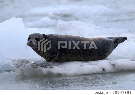 アラスカ、プリンスウィリアム湾　氷河の氷の上のゼニガタアザラシ 50047393