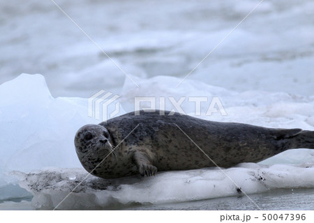 アラスカ、プリンスウィリアム湾 氷河の氷の上のゼニガタアザラシ アラスカ、プリンスウィリアム湾 氷河の氷の上のゼニガタアザラシ 50047396