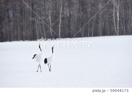 二羽のタンチョウの鳴き交わし(北海道・鶴居) 二羽のタンチョウの鳴き交わし(北海道・鶴居) 50048173
