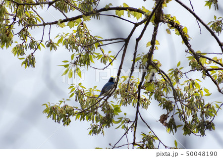 オオルリ オオルリ 50048190