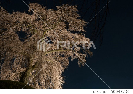 麻績の里の石塚桜 麻績の里の石塚桜 50048230