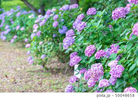 紫陽花の花　梅雨イメージ 50048658