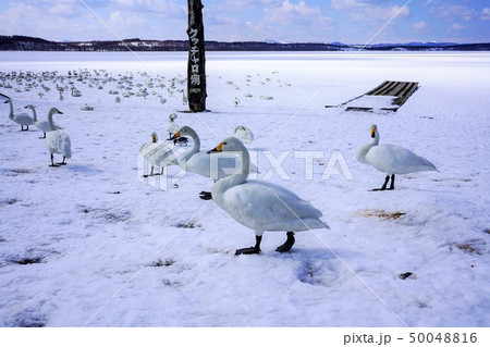 コハクチョウ　クッチャロ湖　浜頓別町 50048816