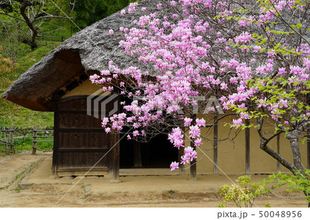 町田市の薬師池公園 町田市の薬師池公園 50048956