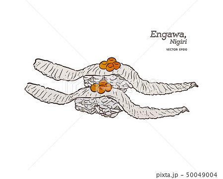 Engawa Nigiri, hand draw sketch vector. Engawa Nigiri, hand draw sketch vector. 50049004