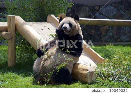 和歌山県南紀白浜のアドベンチャーワールドのジャイアントパンダ（良浜） 50049022