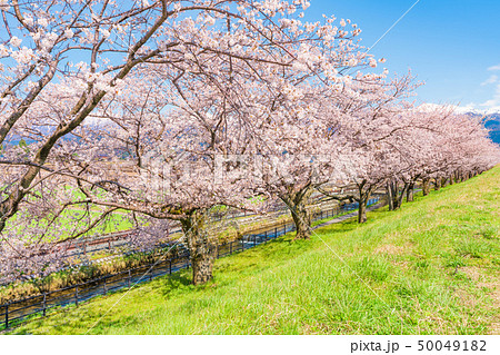 日本の春　富山県入善町 黒部川堤防桜堤の桜並木 50049182