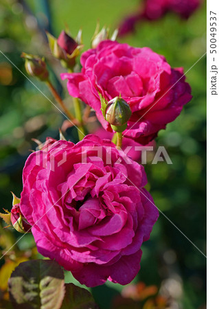 美しい赤紫色のバラ 50049537