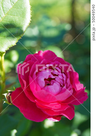 美しい赤紫色のバラ 50049540