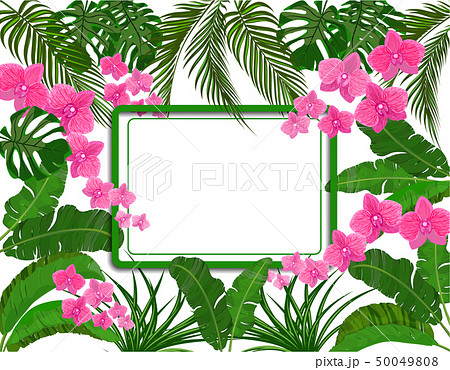 Green tropical leaves of banana, coconut, monstera and ogawa, Pink orchid. space for ads Green tropical leaves of banana, coconut, monstera and ogawa, Pink orchid. space for ads 50049808