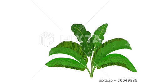 Bright green leaves of banana palm. Bush. Tropical theme. for print, image or postcard. illustration 50049839