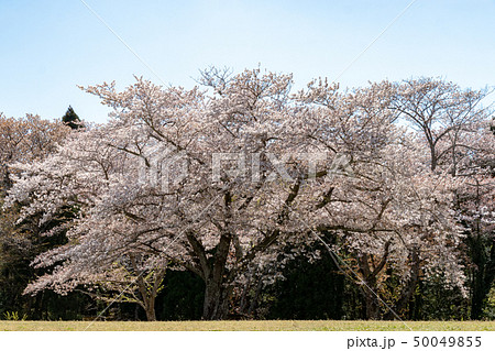 泉自然公園の桜 千葉県千葉市若葉区の写真素材