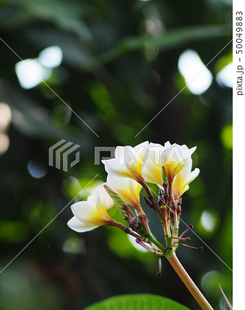 Frangipani, Plumeria, Temple tree resort and spa Frangipani, Plumeria, Temple tree resort and spa 50049883