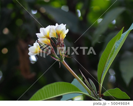 Frangipani, Plumeria, Temple tree resort and spa Frangipani, Plumeria, Temple tree resort and spa 50049884