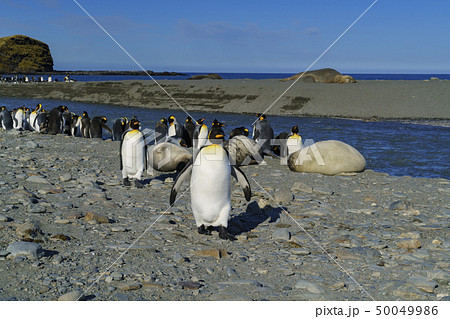 サウスジョージア島セントアンドリュース湾　フレンドリーなキングペンギン 50049986