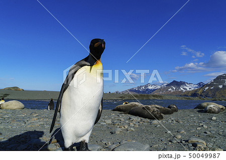 サウスジョージア島セントアンドリュース湾　フレンドリーなキングペンギン 50049987