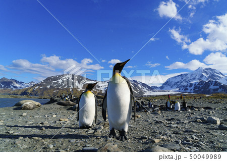 サウスジョージア島セントアンドリュース湾　フレンドリーなキングペンギン 50049989