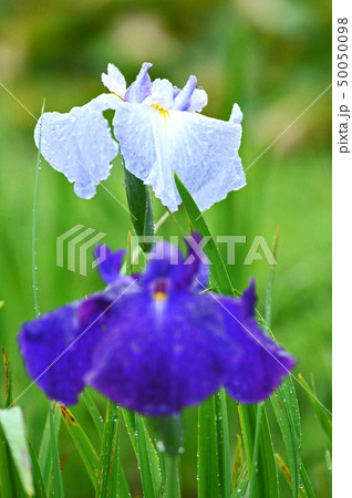 アヤメ咲くころ アヤメ咲くころ 50050098