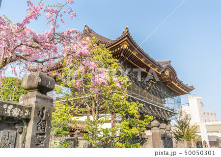成田山 表参道の風景 50050301