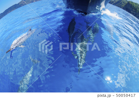 小笠原の凪いだ海 ボートの舳先について泳ぐハシナガイルカ 小笠原の凪いだ海 ボートの舳先について泳ぐハシナガイルカ 50050417