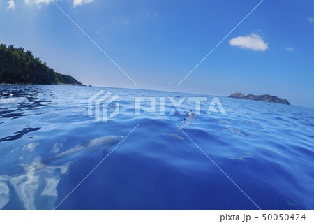 小笠原の凪いだ海　ボートの舳先について泳ぐハシナガイルカ 50050424