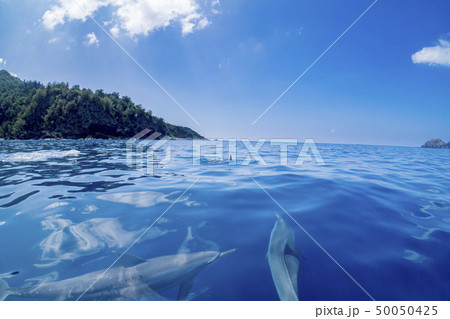 小笠原の凪いだ海 ボートの舳先について泳ぐハシナガイルカ 小笠原の凪いだ海 ボートの舳先について泳ぐハシナガイルカ 50050425