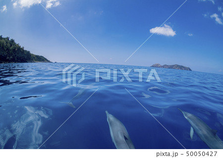 小笠原の凪いだ海 ボートの舳先について泳ぐハシナガイルカ 小笠原の凪いだ海 ボートの舳先について泳ぐハシナガイルカ 50050427