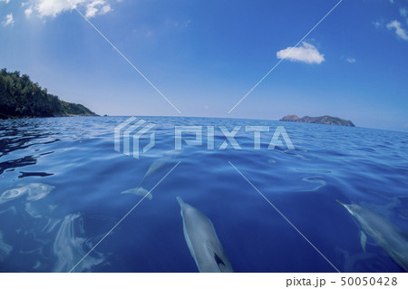 小笠原の凪いだ海 ボートの舳先について泳ぐハシナガイルカ 小笠原の凪いだ海 ボートの舳先について泳ぐハシナガイルカ 50050428