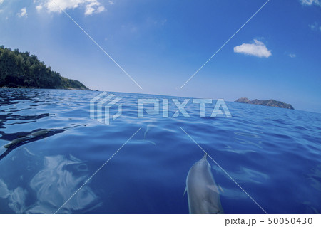 小笠原の凪いだ海 ボートの舳先について泳ぐハシナガイルカ 小笠原の凪いだ海 ボートの舳先について泳ぐハシナガイルカ 50050430