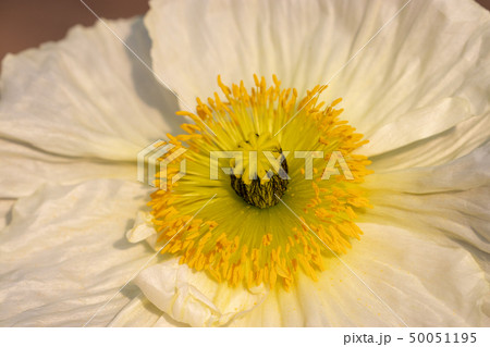 ポピー　道の駅おおつの里 50051195