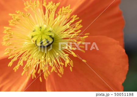 ポピー 道の駅おおつの里 ポピー 道の駅おおつの里 50051198