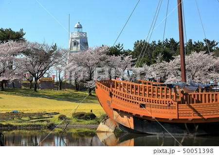 日和山公園 桜祭り 日和山公園 桜祭り 50051398