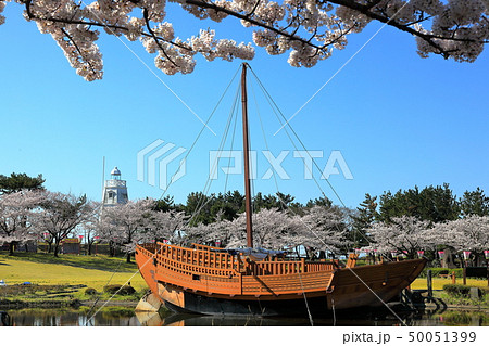 日和山公園 桜祭り 日和山公園 桜祭り 50051399