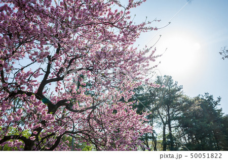 桜 春 花 50051822
