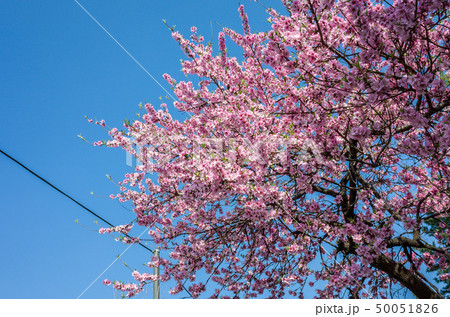 桜 春 花 50051826