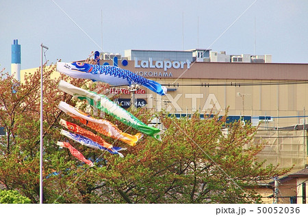 土手の鯉のぼり 土手の鯉のぼり 50052036