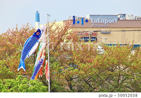 土手の鯉のぼり 土手の鯉のぼり 50052038