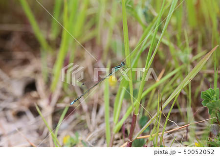 アジアイトトンボ アジアイトトンボ 50052052