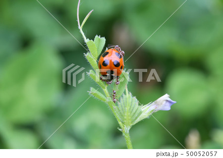 アリにたかられたナナホシテントウ 50052057