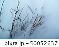 dried grass on snow background 50052637