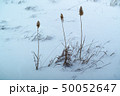dried grass on snow background 50052647