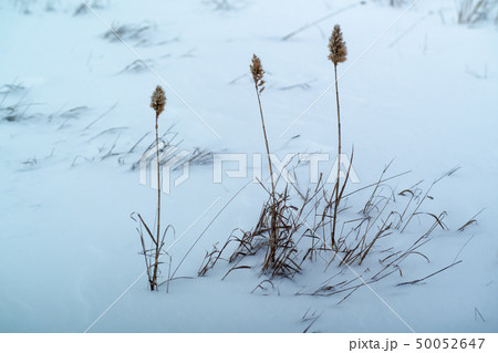 dried grass on snow background 50052647
